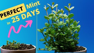 Growing MINT TIME LAPSE - 23 Days DANCING Plant Time Lapse