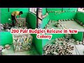 200 pair budgies parrot release in new colony