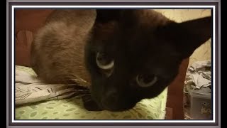 Оставила камеру и ушла Не ожидала такого! СИАМСКИЙ ТАЙСКИЙ КОТ ВИДЕО Siamese cat Оставила камеру и ушла Не ожидала такого! СИАМСКИЙ ТАЙСКИЙ КОТ ВИДЕО Siamese cat