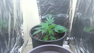 Quick update on my homemade grow box
