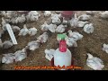 اسرار وفوائد استخدام 3 انواع من الزيوت النباتيه رش على الطيور اسرار وفوائد استخدام 3 انواع من الزيوت النباتيه رش على الطيور
