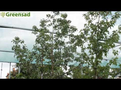 Ликвидамбар смолоносный видео-обзор от Greensad