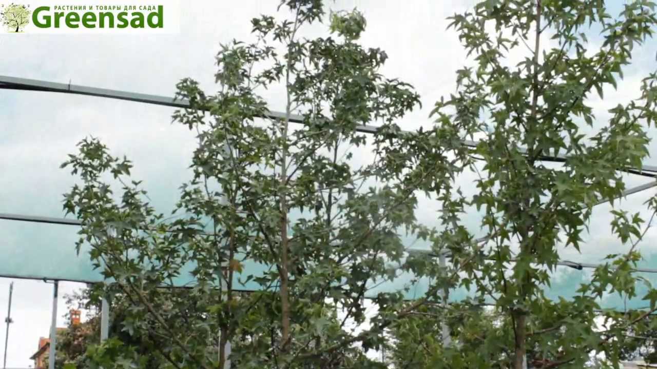 Ликвидамбар смолоносный - видео-обзор от Greensad