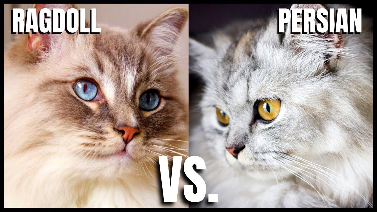 A Persian Ragdoll Mix Is Just What You Need! - My Cat Genius
