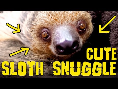 sloth-with-a-mullet-so-cute-(living-the-dream)-lots-of-snuggles-and-hugs