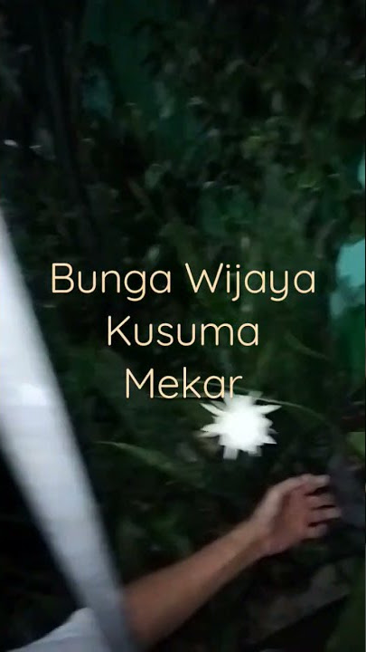 Bunga Wijaya Kusuma Mekar