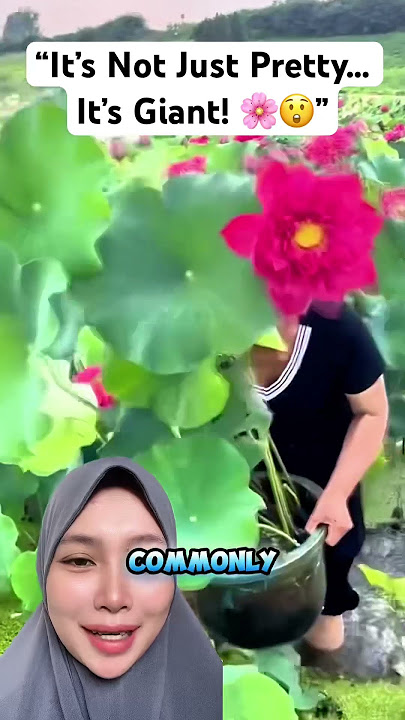 This Lotus Is Way Bigger Than You’d Expect #shortsfeed  #shortvideo