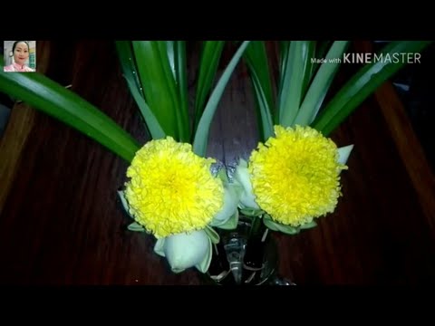 วีดีโอ: ดอกดาวเรืองสั้น วัสดุชั้นดีในการจัดดอกไม้
