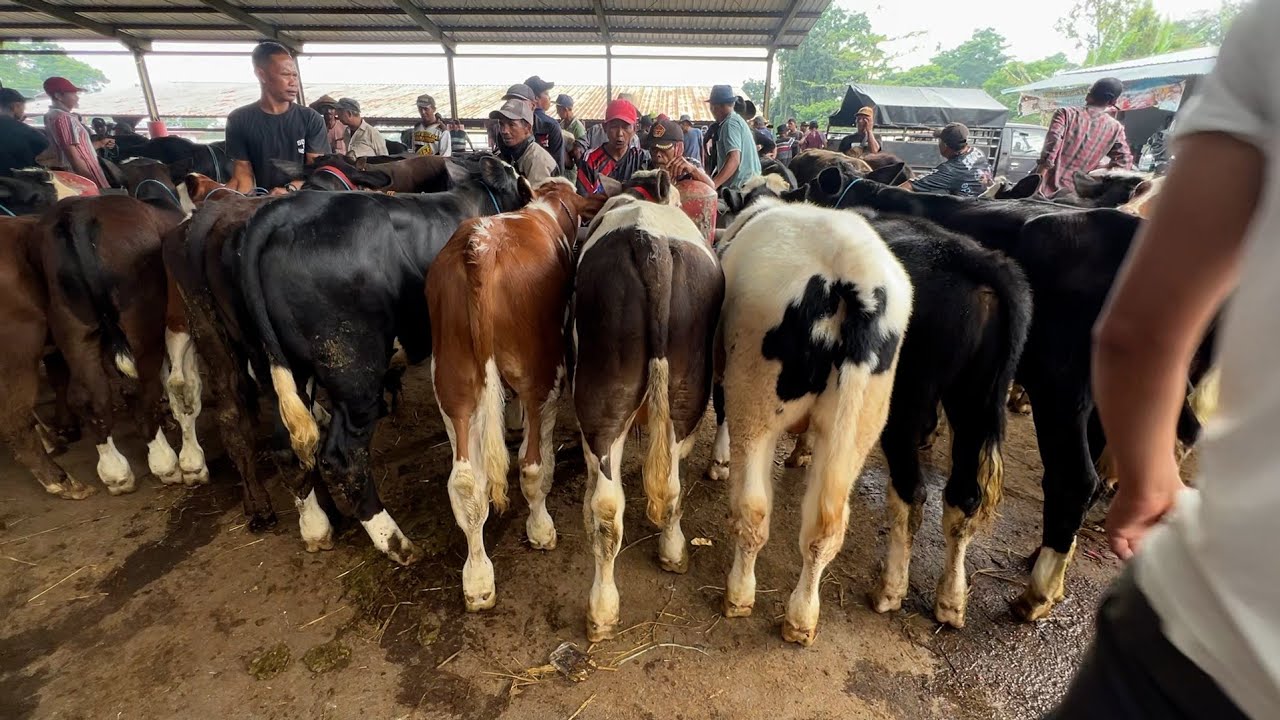 PEDETAN SIMENTAL LEPAS SAPIH TERBARU❗️PASAR SAPI BOYOLALI