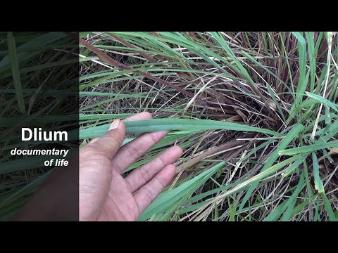 Video: Growing Citronella Grass - Aflați despre planta Citronella Grass