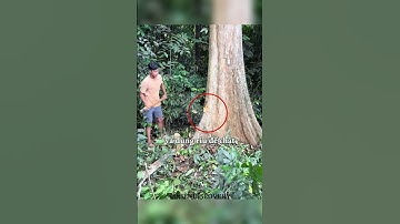 Cách hai người đàn ông dùng rìu chặt cây cổ thụ #shorts