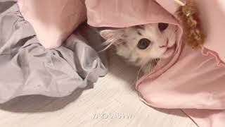 地震がこわすぎてベッドから出られなくなっちゃった子猫がこちら【スコティッシュフォールド×マンチカン】｜Kawaii Vlog!Earthquake scary kitten.
