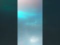 needoh transition