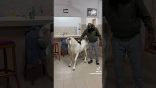 Abou kane et son ladoum #ladoum #goat