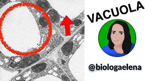 ¿Que se almacena en una vacuola?