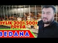 Bedana boqish biznesi Uy SHAROTIDA OYIGA 1000$ DAROMAD