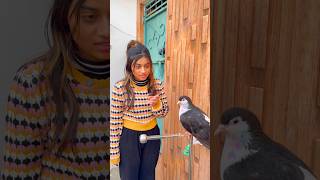 होशियार कबूतर 🥰#Parrot #video #training 👌❤️#trendingshorts #dosti 🩷#pigeon #viralvideo