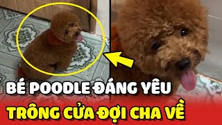 Khoảnh khắc ĐÁNG YÊU khi bé Poodle đứng đợi Cha đi làm về 😍 | Yêu Lu