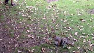 Cheeky squirrel playing with a couple of kids, Kew Gardens, London, July, 2013