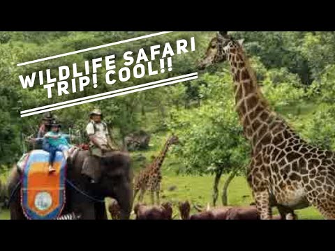 WILDLIFE SAFARI BOGOR NEAR JAKARTA INDONESIA TRIP EXPLORING AND SEEING WILD ANIMALS UP CLOSE!
