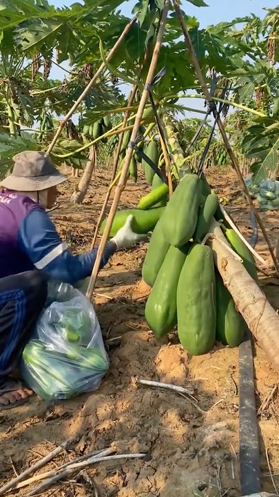 Technique for Dwarfing Papaya Plants #farmingtech @HappyFarm85
