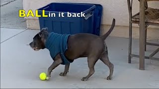 My Dog Bella's post surgery workout (PET LIFE) by WineFamTV 46 views 2 months ago 1 minute, 44 seconds
