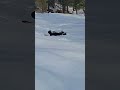 Sled Training #funny #viral #comedy