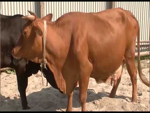 ভিডিও: প্রসবকালীন - এটা ভীতিজনক নয়