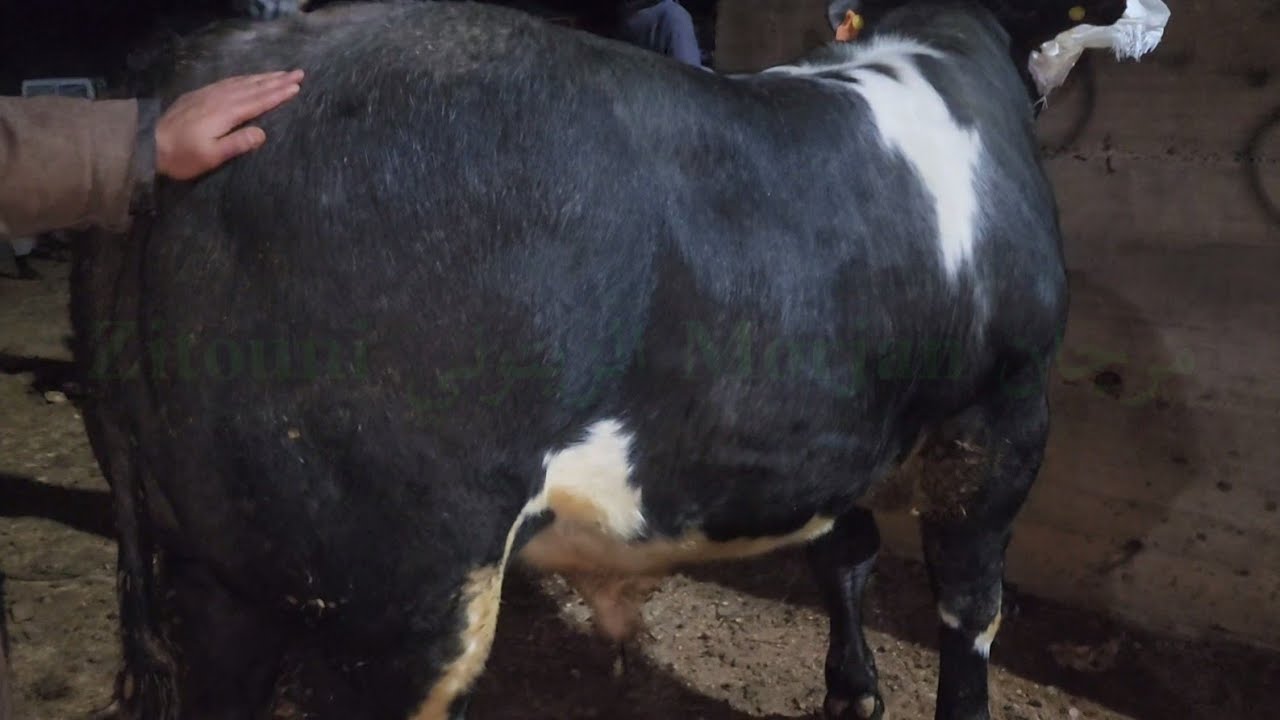 مباشرة من سوق الأسبوعي جمعة كيسر مع تمن تور كزاري🇲🇦