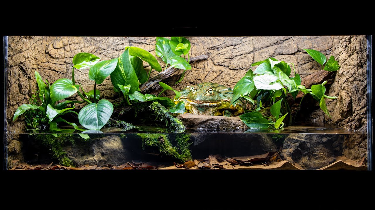 The NEW Pixie Frog (African Bullfrog) Paludarium