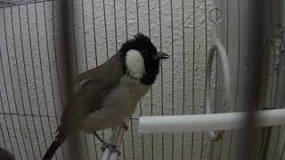 White-eared bulbul chirping/singing (bird)