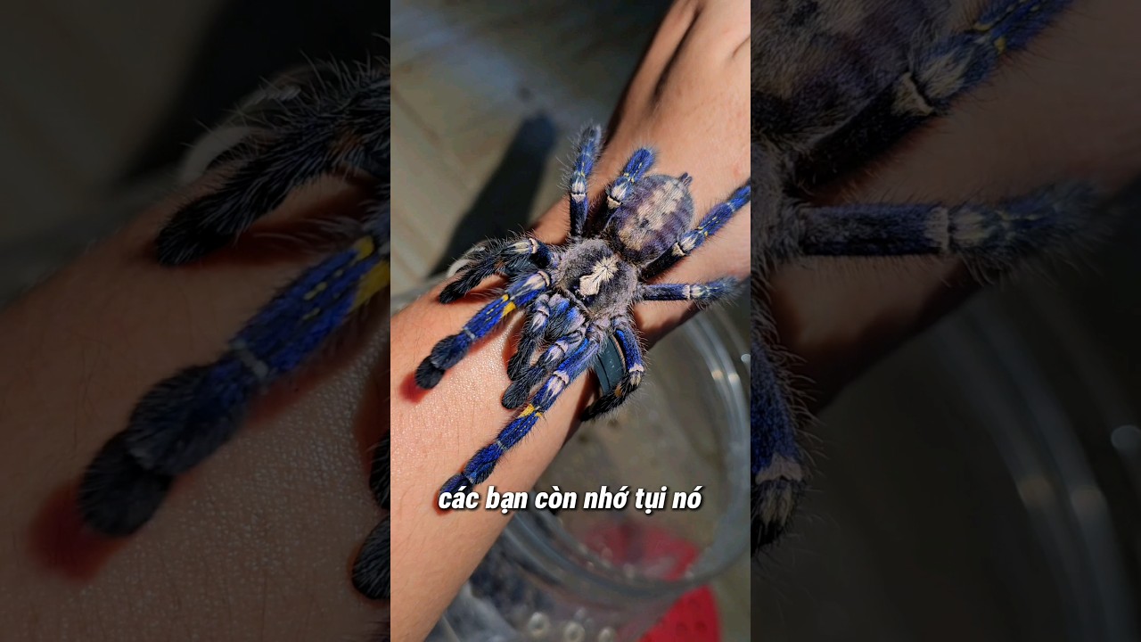 Nhện Tarantula Gooty Sapphire 