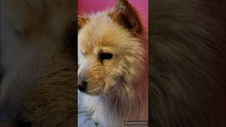 WET FUNNY DOG   ! #Bella #chow #chowchow #dog #wetdog #funny