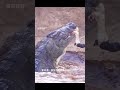 角马永不放弃成功挣脱鳄鱼的束缚 #动物世界精彩解说 #动物世界 #野生动物零距离 #神奇动物在 #神奇动物