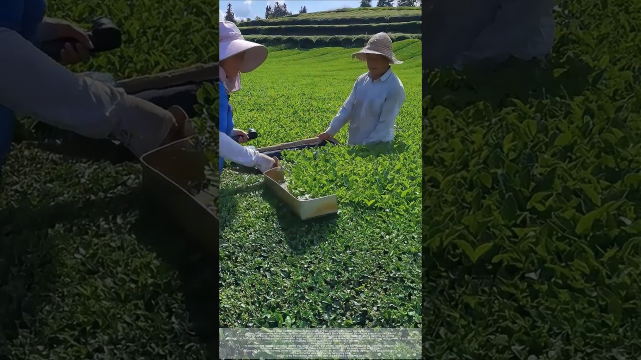 Tea garden farmers harvesting tea leaves