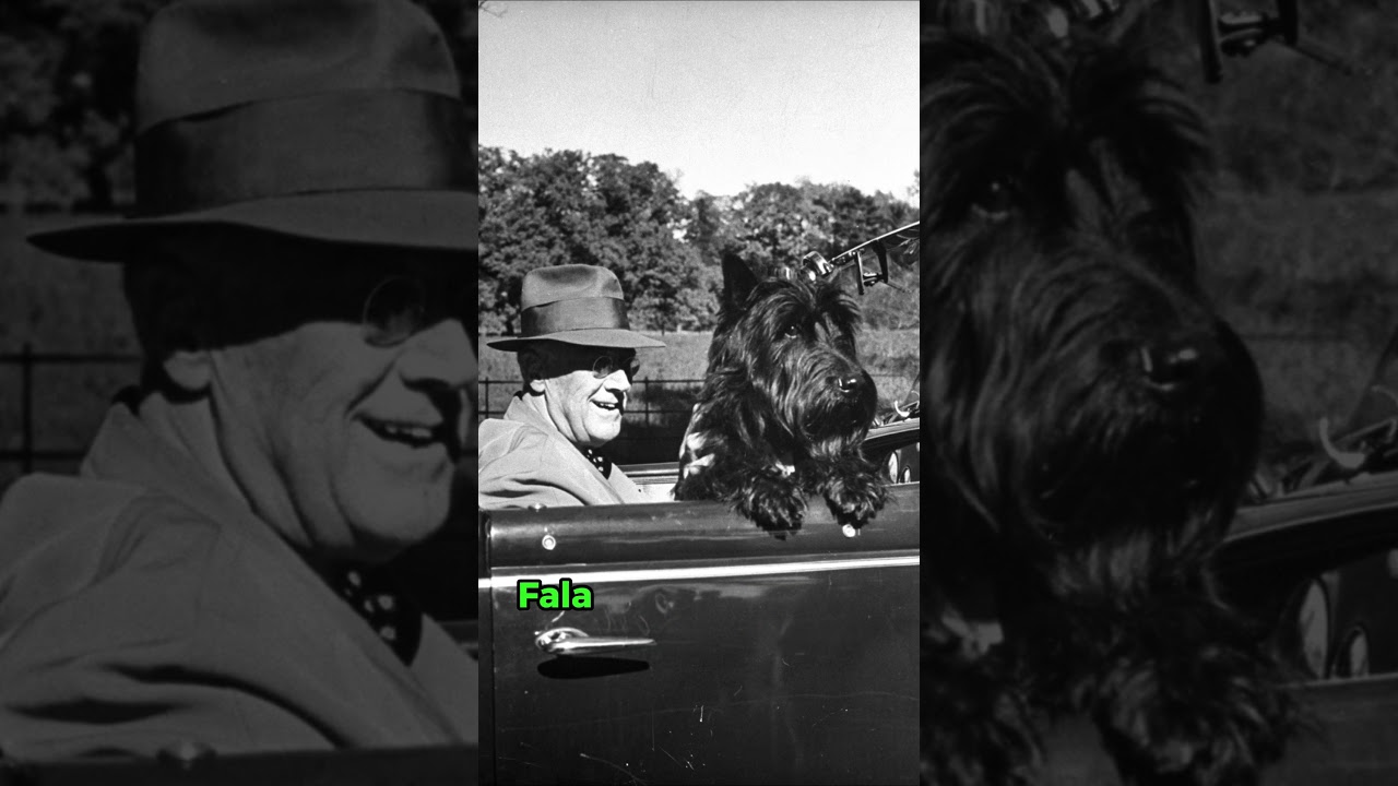 Did YOU know this strange fact about FDR's Dog? 