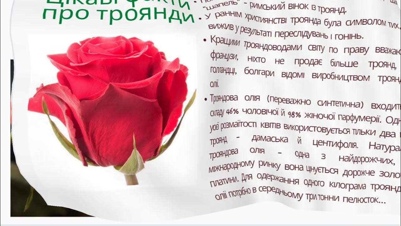 Троянда текст. Троянда перевод с украинского на русский. Троянда текст. Троянда перевод. Открытки.