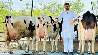 Brand is Brand👑👑Gurwinder Dairy Farm || All India biggest cow seller