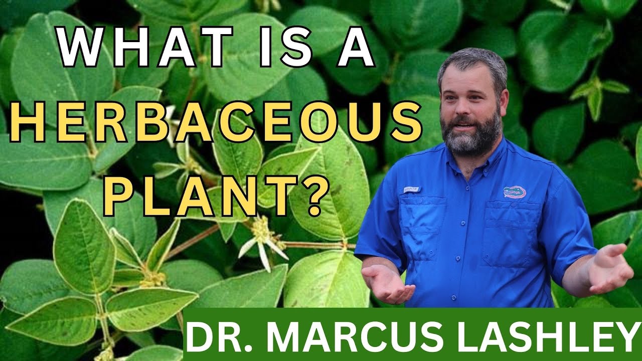 What is a herbaceous plant?