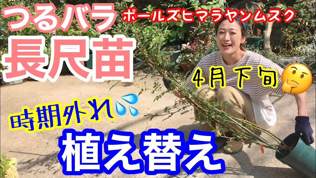 つるバラ長尺苗 時期外れで欲しかったバラに出会った時の植え替え 誘引も重要ポイントがあります 人気品種 ポールズヒマラヤンムスク ガーデニング Youtube