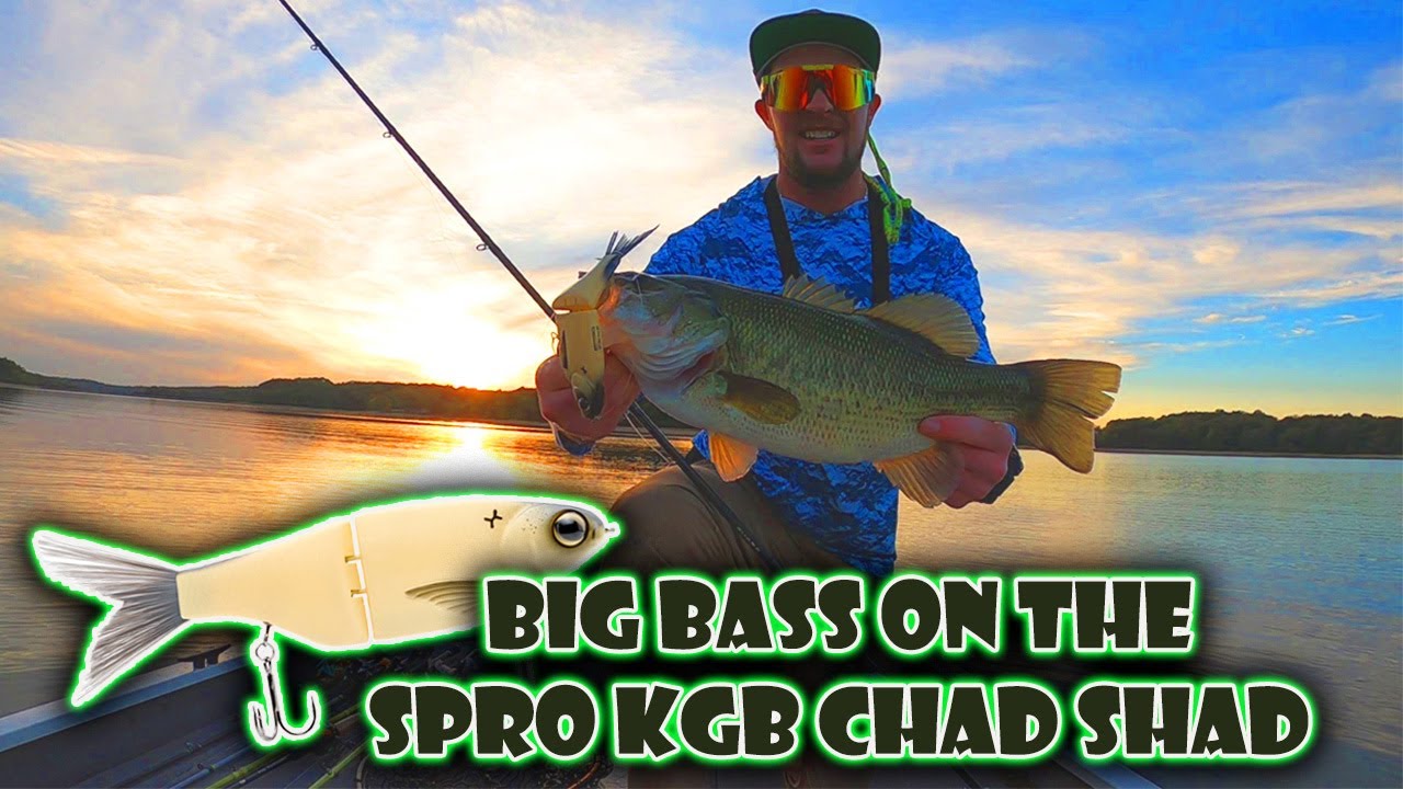 How to catch big bass this fall with the Spro KGB shad! Everything
