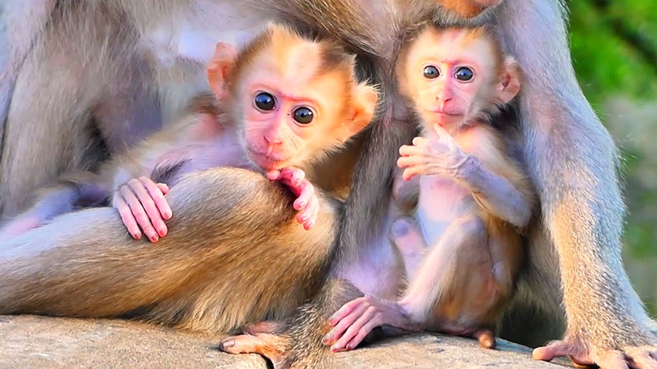 Who can resist loving this adorable little baby monkey? So cute