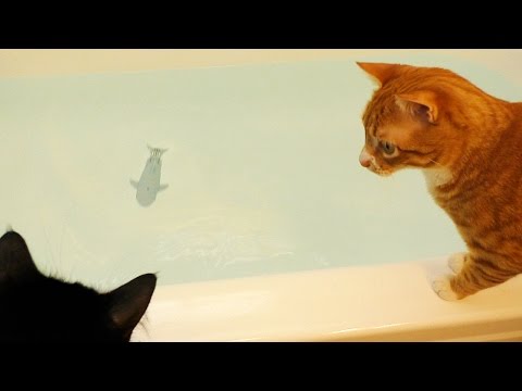 cats-vs-rare-bathtub-shark!