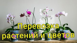 Перевозка растений и цветов Минск