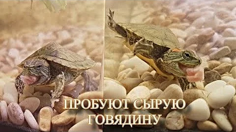 Черепахи едят сырое размороженое мясо (говядина)