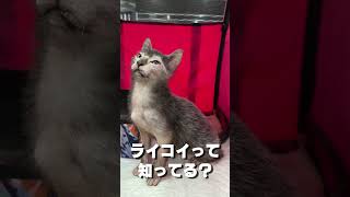 【ライコイ】って知ってる？インドネシアのキャットショーでとっても珍しいライコイという猫種を見つけました #shorts #キャットグルーマーTV #Lykoi