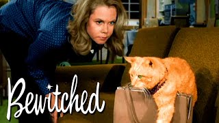 Endora Turns One Of Darrin's Clients Into A Cat! | Bewitched