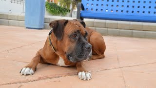 Grooming Your Boxer: A StepbyStep Guide