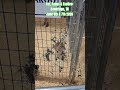 Fur, Fangs & Exotics: Dandridge, TN June 6th & 7th 2026 #fur #fangs #exotic #dandridge #tennessee