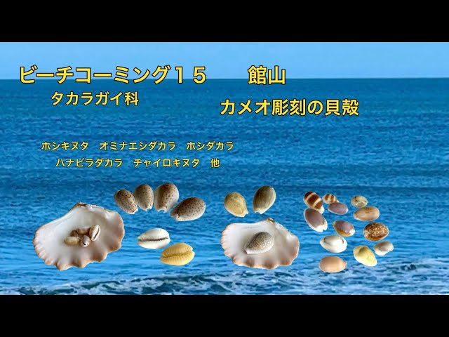 ビーチコーミング15 タカラガイ6種 ホシキヌタ ホシダカラ オミナエシ